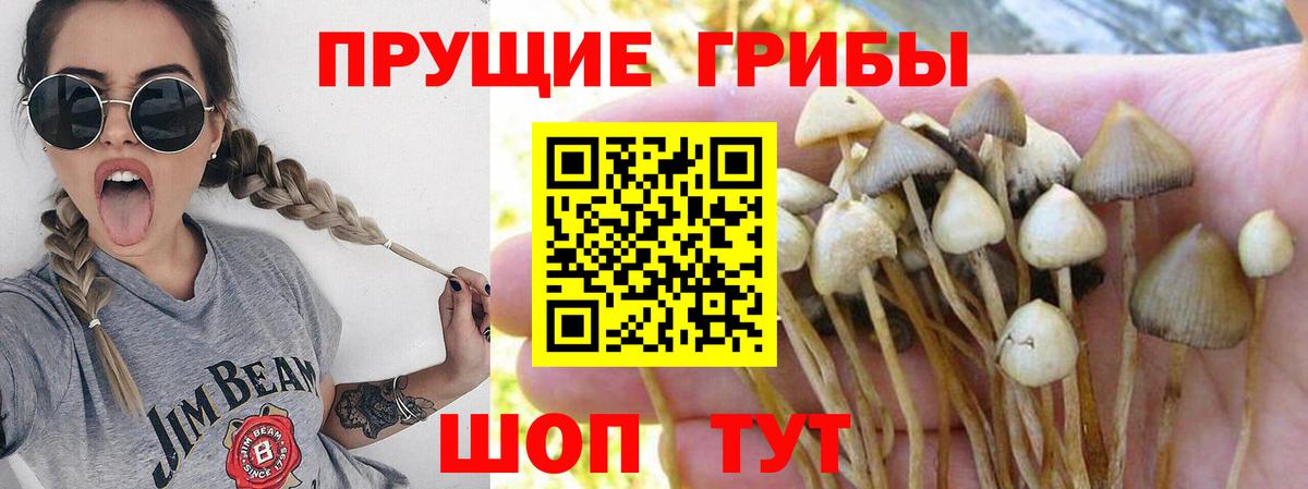 Дивногорск  Псилоцибиновые грибы Psilocybe  Вход с VPN 